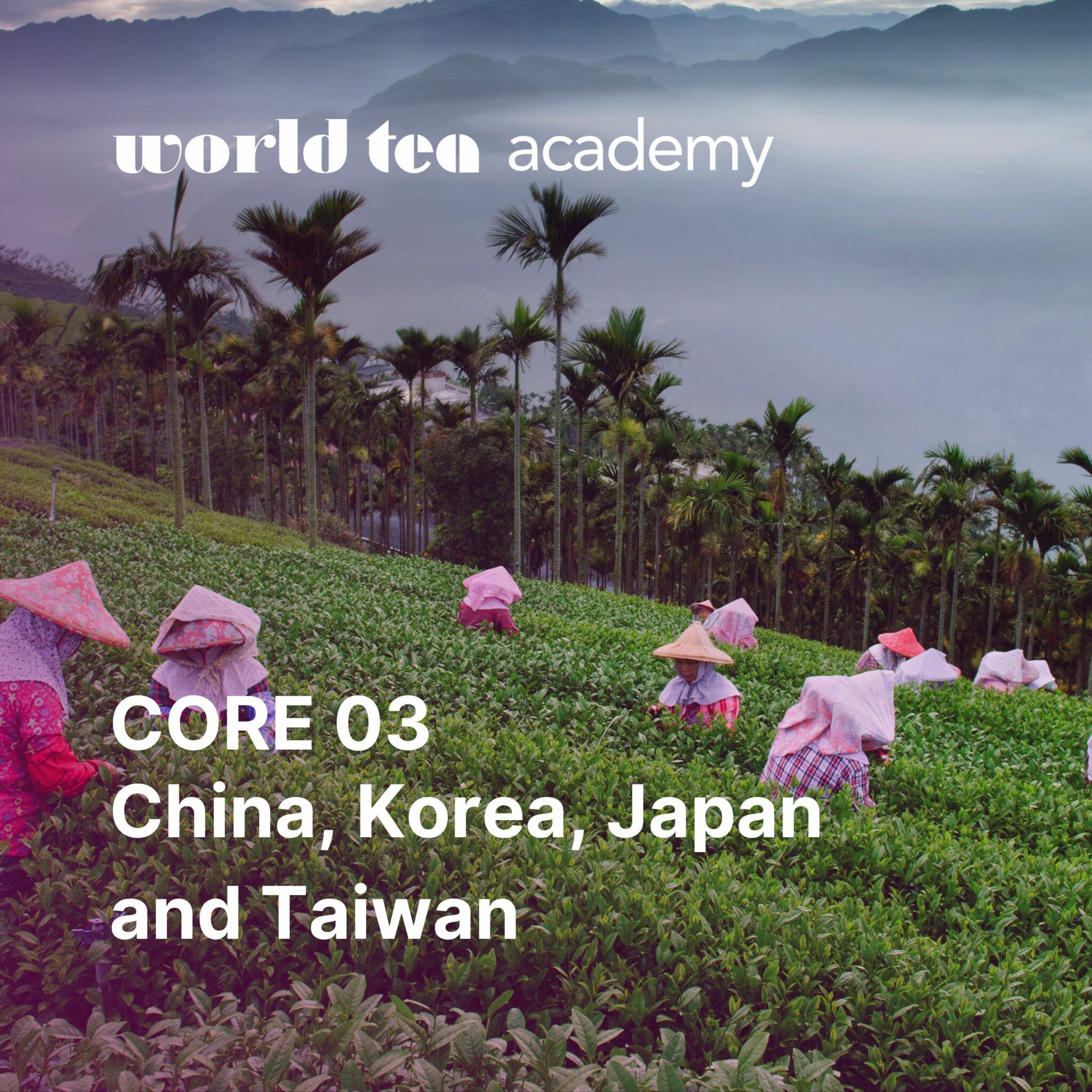 World Tea Academy Online Tea Education and Certification