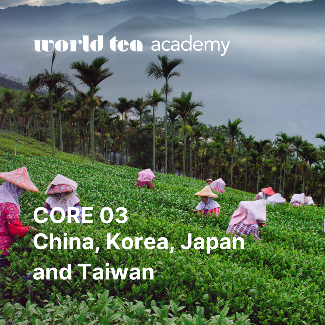 Becoming Tea How to Become a Certified Tea Professional? – World Tea Academy