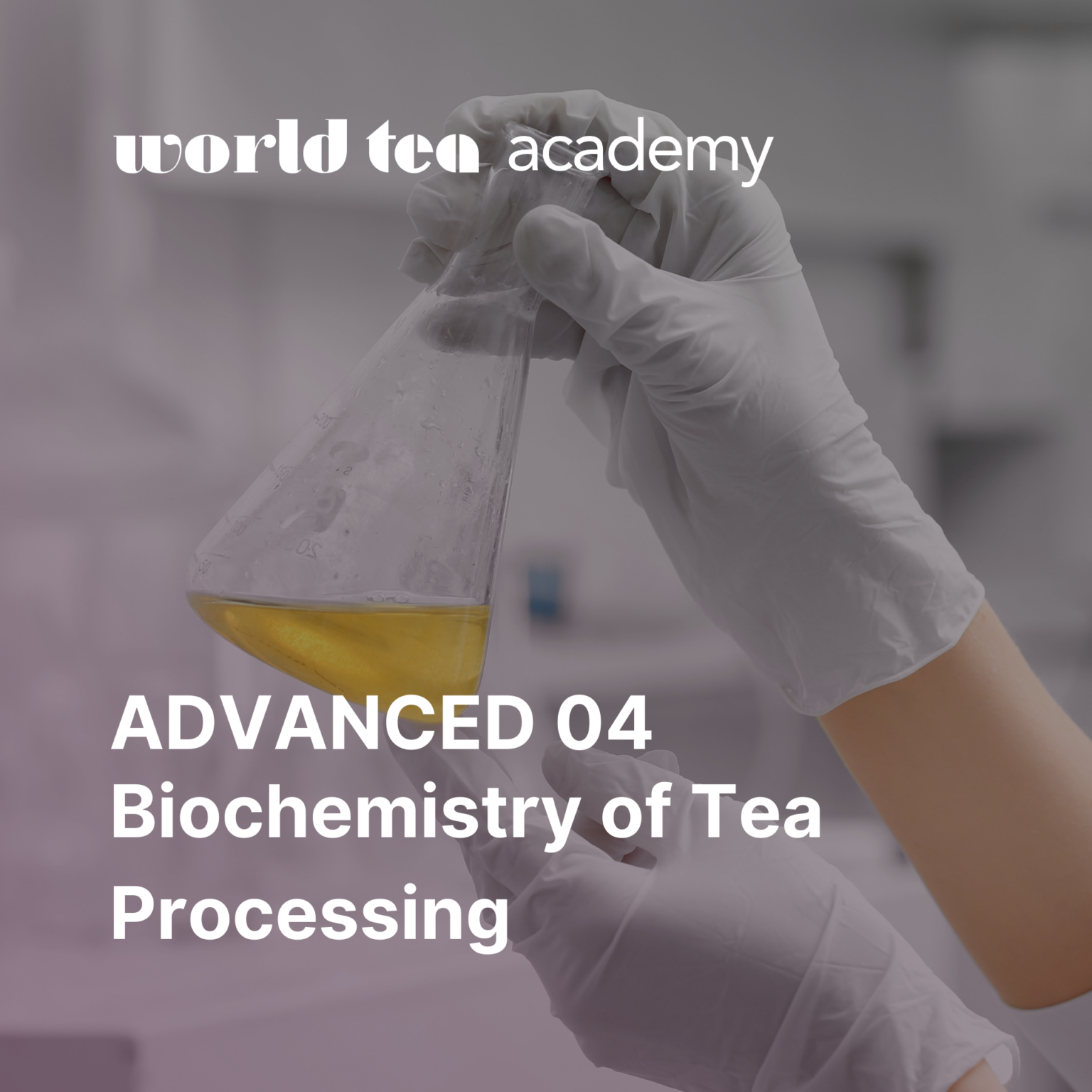 How to Become a Certified Tea Specialist – World Tea Academy