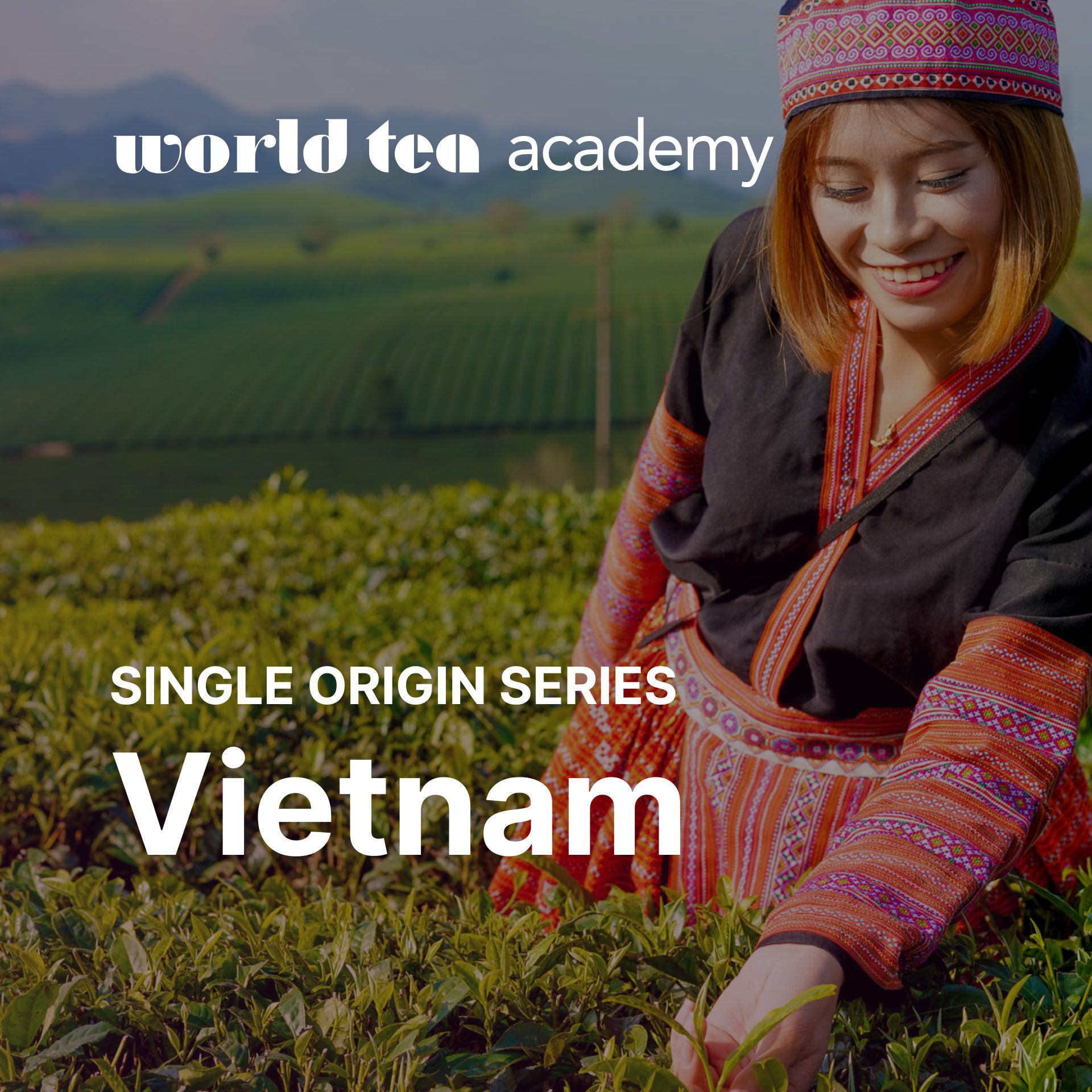 Single Origin Series: Teas & Cultural Traditions of Vietnam